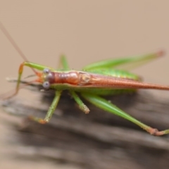 Conocephalus upoluensis at Wamboin, NSW - 15 Feb 2019