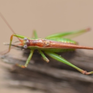 Conocephalus upoluensis at Wamboin, NSW - 15 Feb 2019 04:02 PM