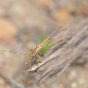 Conocephalus upoluensis at Wamboin, NSW - 15 Feb 2019