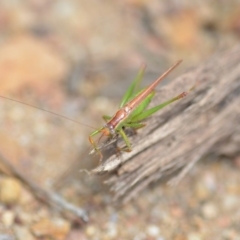 Conocephalus upoluensis at Wamboin, NSW - 15 Feb 2019 04:02 PM