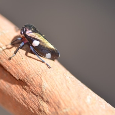 Eurymela distincta (Gumtree leafhopper) at QPRC LGA - 23 Feb 2019 by natureguy