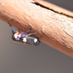 Eurymela distincta at Wamboin, NSW - 23 Feb 2019 02:58 PM