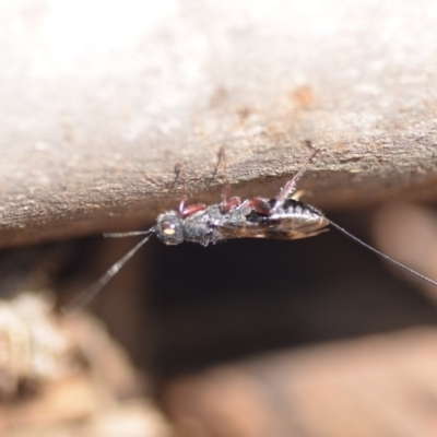 Megalyra sp. (genus) (Long-tailed wasp) at QPRC LGA - 23 Feb 2019 by natureguy