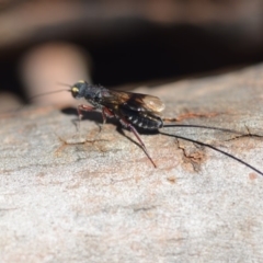 Megalyra sp. (genus) at Wamboin, NSW - 23 Feb 2019 04:37 PM