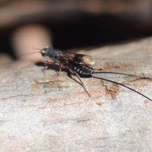 Megalyra sp. (genus) at Wamboin, NSW - 23 Feb 2019