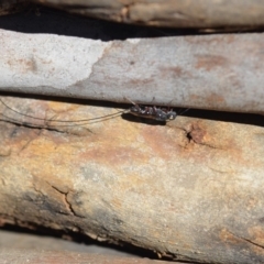 Megalyra sp. (genus) at Wamboin, NSW - 23 Feb 2019