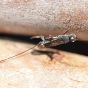 Megalyra sp. (genus) at Wamboin, NSW - 23 Feb 2019 04:37 PM