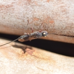 Megalyra sp. (genus) at Wamboin, NSW - 23 Feb 2019