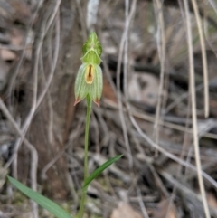 Bunochilus umbrinus (ACT) = Pterostylis umbrina (NSW) (Broad-sepaled Leafy Greenhood) by MattM