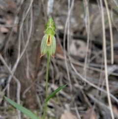 Bunochilus umbrinus (Broad-sepaled Leafy Greenhood) at Mount Jerrabomberra QP - 8 Sep 2019 by MattM