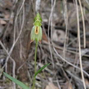 Bunochilus umbrinus (ACT) = Pterostylis umbrina (NSW) at suppressed - 8 Sep 2019