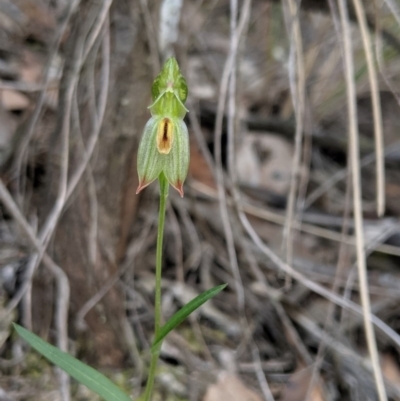 Bunochilus umbrinus (ACT) = Pterostylis umbrina (NSW) (Broad-sepaled Leafy Greenhood) by MattM