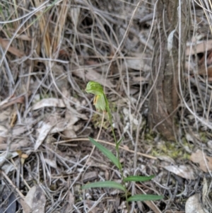 Bunochilus umbrinus (ACT) = Pterostylis umbrina (NSW) at suppressed - 8 Sep 2019