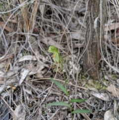 Bunochilus umbrinus at suppressed - 8 Sep 2019