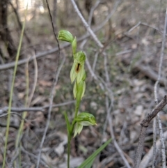 Bunochilus umbrinus (ACT) = Pterostylis umbrina (NSW) at suppressed - 8 Sep 2019