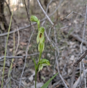 Bunochilus umbrinus (ACT) = Pterostylis umbrina (NSW) at suppressed - 8 Sep 2019