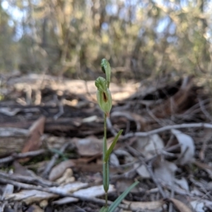 Bunochilus umbrinus (ACT) = Pterostylis umbrina (NSW) at suppressed - 8 Sep 2019