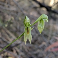 Bunochilus umbrinus (ACT) = Pterostylis umbrina (NSW) at suppressed - 8 Sep 2019