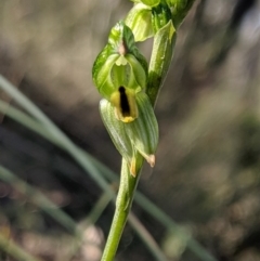 Bunochilus montanus (Montane Leafy Greenhood) at Mount Jerrabomberra - 8 Sep 2019 by MattM