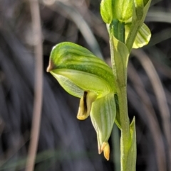 Bunochilus montanus (ACT) = Pterostylis jonesii (NSW) at Jerrabomberra, NSW - 8 Sep 2019