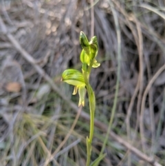 Bunochilus montanus (ACT) = Pterostylis jonesii (NSW) at Jerrabomberra, NSW - 8 Sep 2019