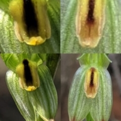 Bunochilus montanus (ACT) = Pterostylis jonesii (NSW) at Jerrabomberra, NSW - 8 Sep 2019