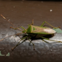 Amblypelta nitida (Fruit-spotting bug) at ANBG - 7 Sep 2019 by rawshorty