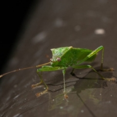 Amblypelta nitida at Acton, ACT - 8 Sep 2019