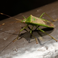 Amblypelta nitida at Acton, ACT - 8 Sep 2019