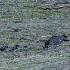 Chenonetta jubata (Australian Wood Duck) at Red Hill, ACT - 31 Aug 2019 by JonSteinbeck