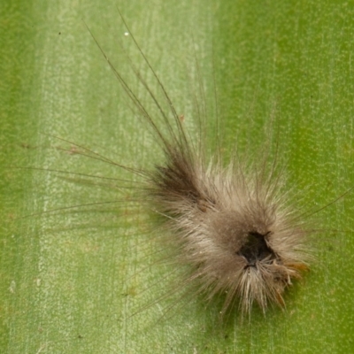 Lepidoptera unclassified IMMATURE (caterpillar or pupa or cocoon) at Acton, ACT - 8 Sep 2019 by rawshorty