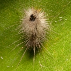 Lepidoptera unclassified IMMATURE moth at Acton, ACT - 8 Sep 2019