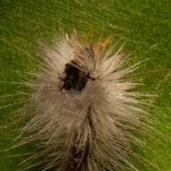 Lepidoptera unclassified IMMATURE at Acton, ACT - 8 Sep 2019