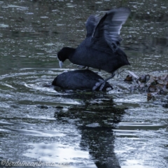 Fulica atra (Eurasian Coot) at Red Hill, ACT - 31 Aug 2019 by JonSteinbeck