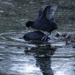 Fulica atra (Eurasian Coot) at Red Hill, ACT - 30 Aug 2019 by BIrdsinCanberra