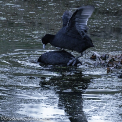 Fulica atra (Eurasian Coot) at Red Hill, ACT - 31 Aug 2019 by JonSteinbeck