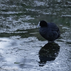 Fulica atra at Red Hill, ACT - 31 Aug 2019 06:50 AM