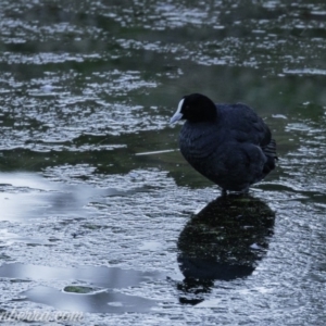 Fulica atra at Red Hill, ACT - 31 Aug 2019