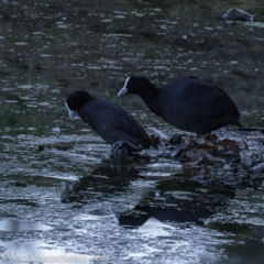 Fulica atra at Red Hill, ACT - 31 Aug 2019 06:50 AM