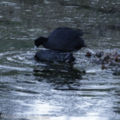 Fulica atra at Red Hill, ACT - 31 Aug 2019 06:50 AM