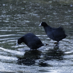 Fulica atra at Red Hill, ACT - 31 Aug 2019 06:50 AM