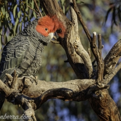 Callocephalon fimbriatum (Gang-gang Cockatoo) at Red Hill Nature Reserve - 30 Aug 2019 by BIrdsinCanberra
