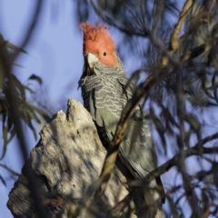 Callocephalon fimbriatum at Garran, ACT - suppressed