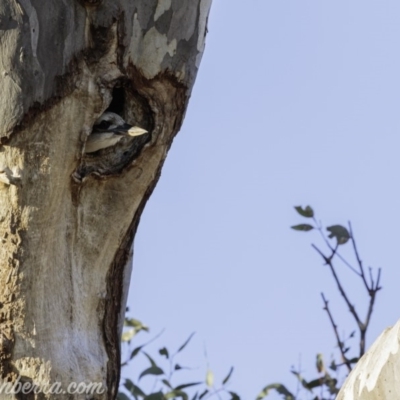 Dacelo novaeguineae (Laughing Kookaburra) at Red Hill Nature Reserve - 30 Aug 2019 by BIrdsinCanberra