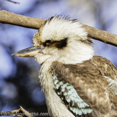 Dacelo novaeguineae (Laughing Kookaburra) at Hughes, ACT - 30 Aug 2019 by BIrdsinCanberra