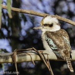 Dacelo novaeguineae at Hughes, ACT - 31 Aug 2019 08:24 AM