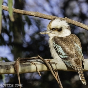 Dacelo novaeguineae at Hughes, ACT - 31 Aug 2019 08:24 AM