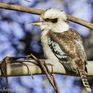 Dacelo novaeguineae at Hughes, ACT - 31 Aug 2019 08:24 AM