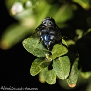 Calliphora vicina at Hughes, ACT - 31 Aug 2019