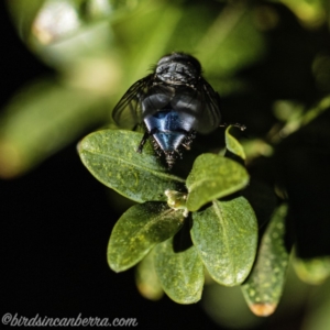 Calliphora vicina at Hughes, ACT - 31 Aug 2019